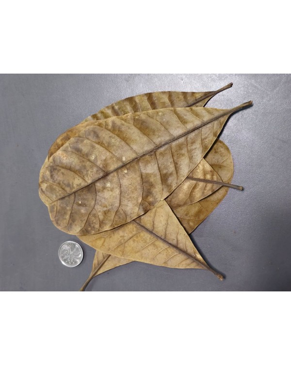 La Swamp Bioactive - Cashew Leaves 0.5oz