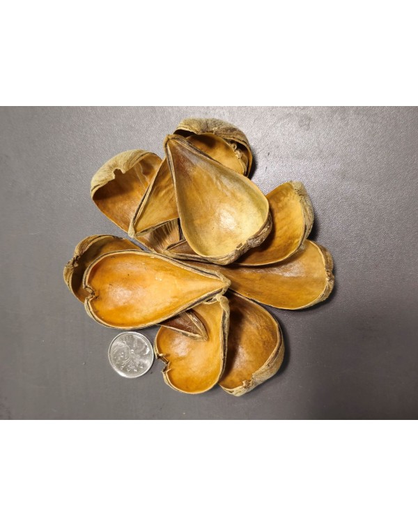 La Swamp Bioactive - Dragea Pods (x10)