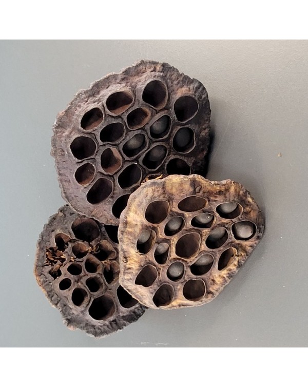 La Swamp Bioactive - Lotus Pods 3x