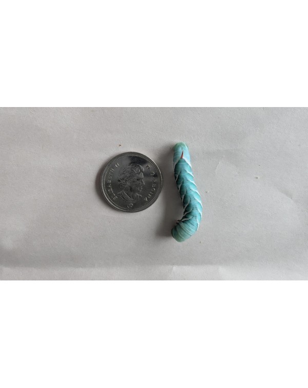 Goliath Hornworms
