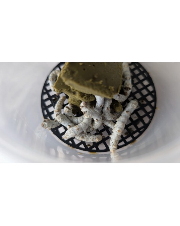 Silks 2 Go (Silkworms)