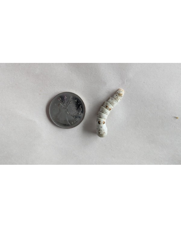 Silks 2 Go (Silkworms)