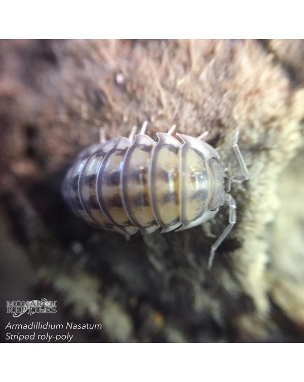 Isopods - Armadilidium Nasatum Striped