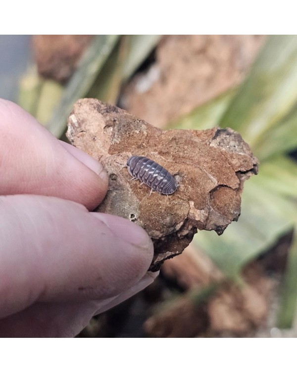 Isopods -  Cubaris - Platinum Ducky