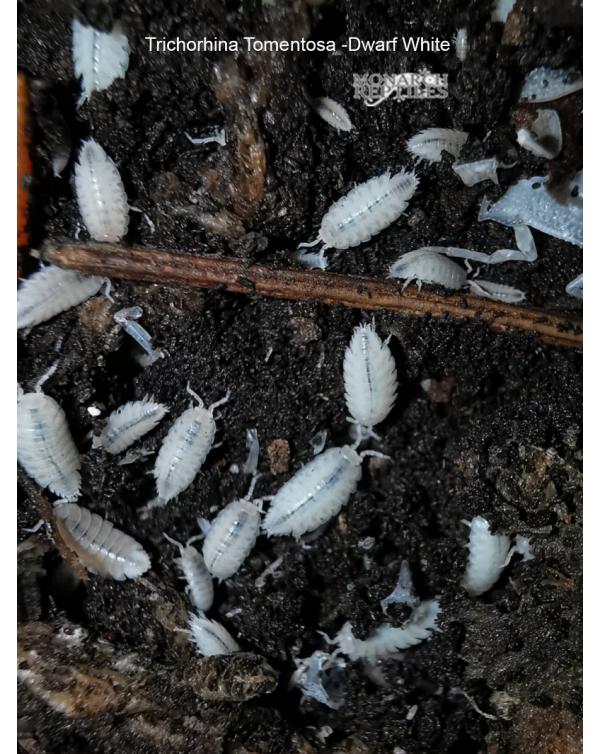 Isopods -Trichorhina Tomentosa Dwarf white  -250 Bulk