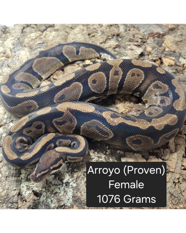 Ball Python - Arroyo - Female (Proven breeder)
