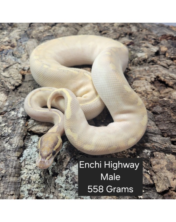 Ball Python - Enchi Highway - Male