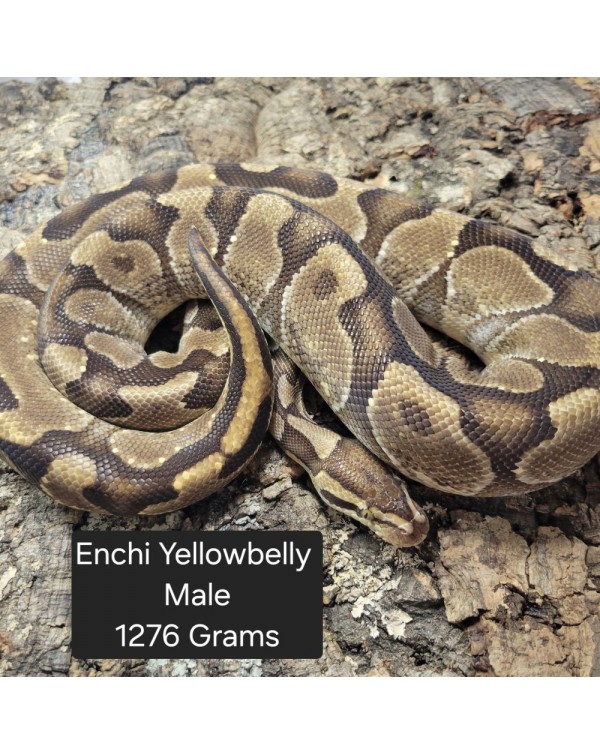 Ball Python - Enchi Yellowbelly - Male