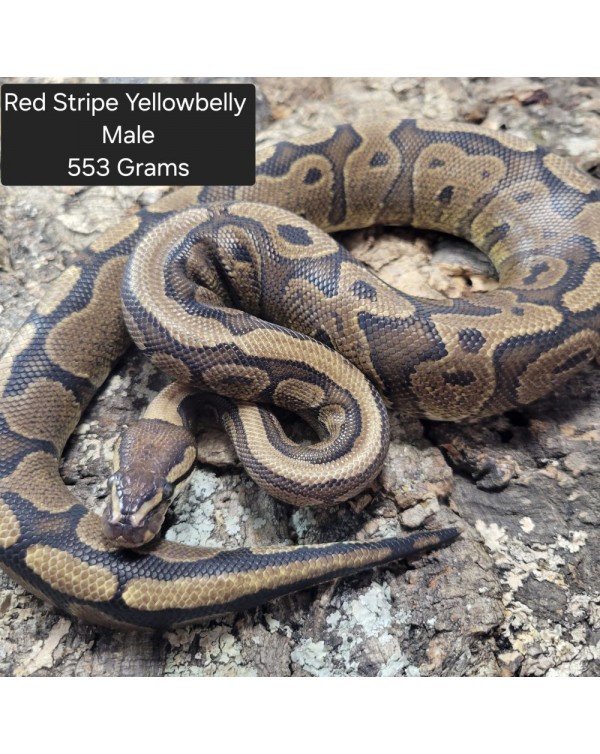 Ball Python - Red Stripe Yellowbelly- Male
