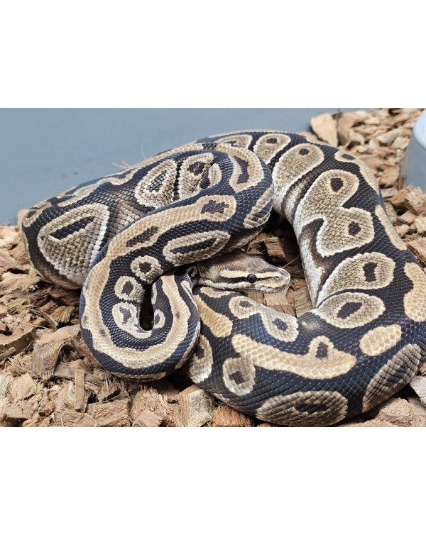 Ball Python - Cypress - Female (Proven breeder) 2021