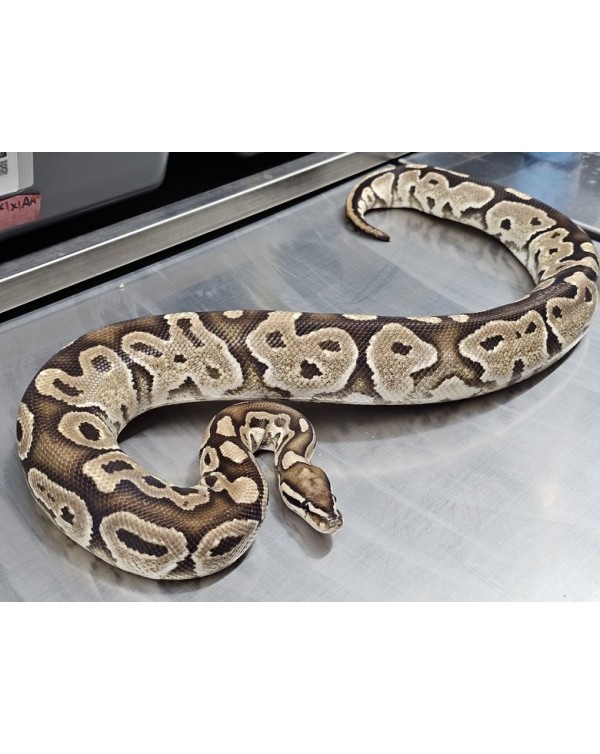 Ball Python - Fire - Female (Proven breeder) 2021