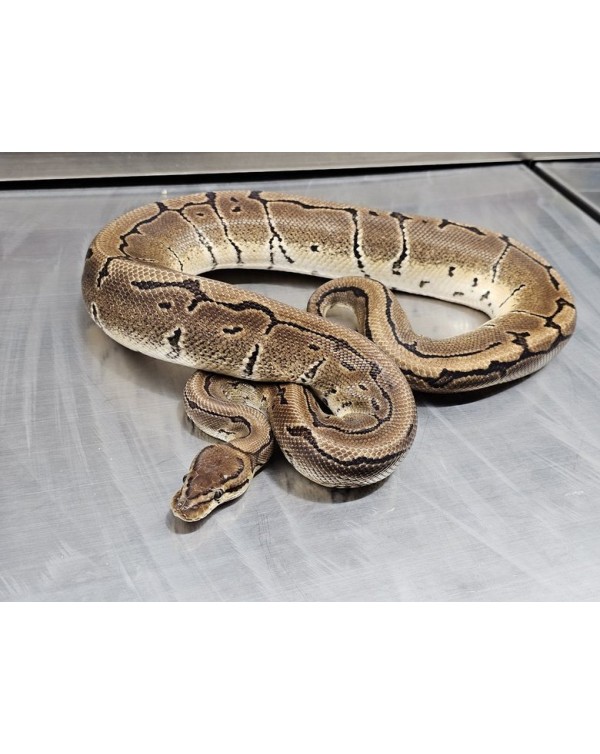 Ball Python - Pinstripe - Female (Proven breeder) 2021