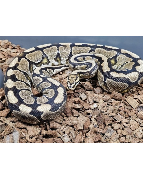 Ball Python - Spotnose Yellowbelly - Female 2021 Proven Breeder