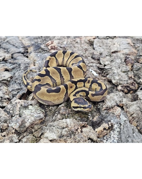 Ball Python - Enchi Yellowbelly - Female