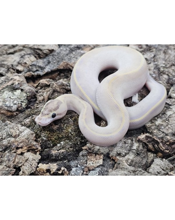 Ball Python - Ivory - Male