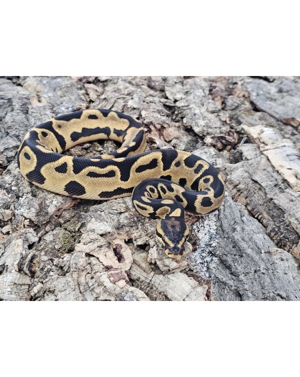 Ball Python -Orange Dream Leopard Female