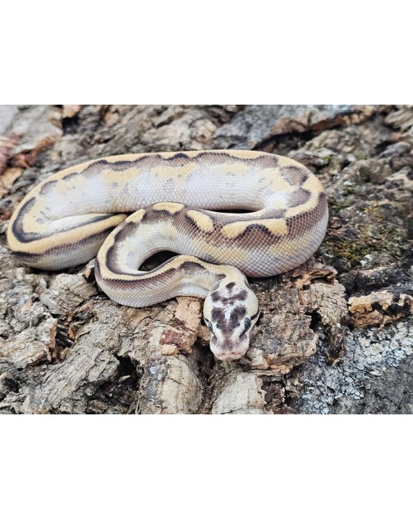 Ball Python - Pastel Leopard Super Stripe - Male