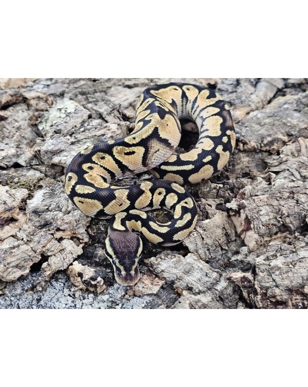 Ball Python  - Pastel Orange Dream  - Male