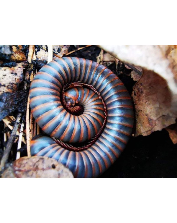 North American Giant Millipede 