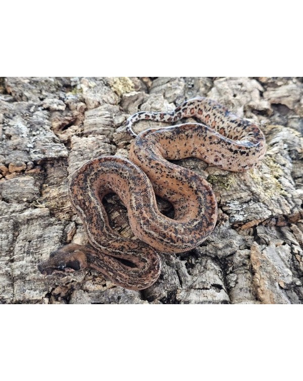 BCI - Hypo Leopard  - Male