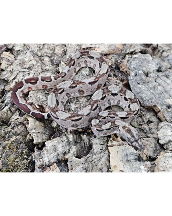 BCI - Hypo het Leopard  - Female