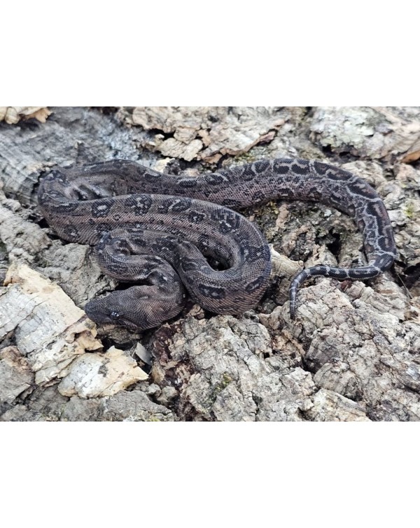 BCI - Leopard - Female