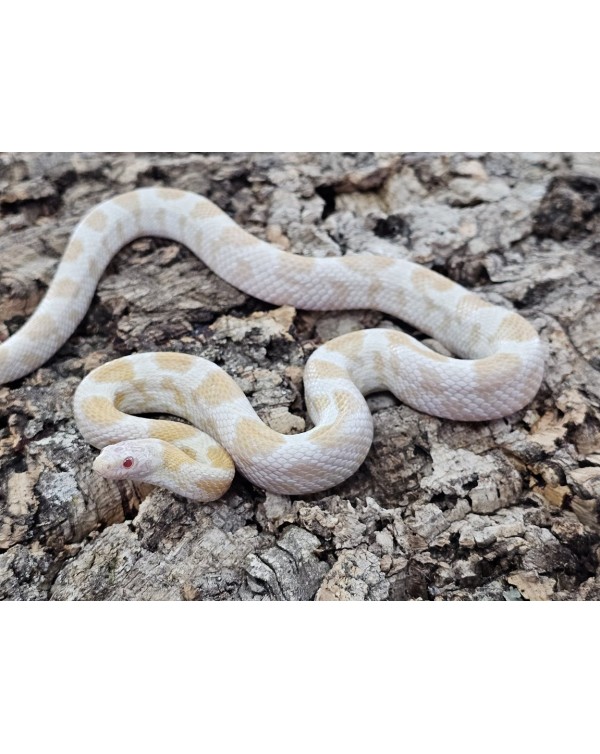 Cornsnake -  Sunkissed Butter Candy- Male
