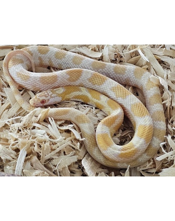 Cornsnake -  Miami Candy Cane Honey - Female