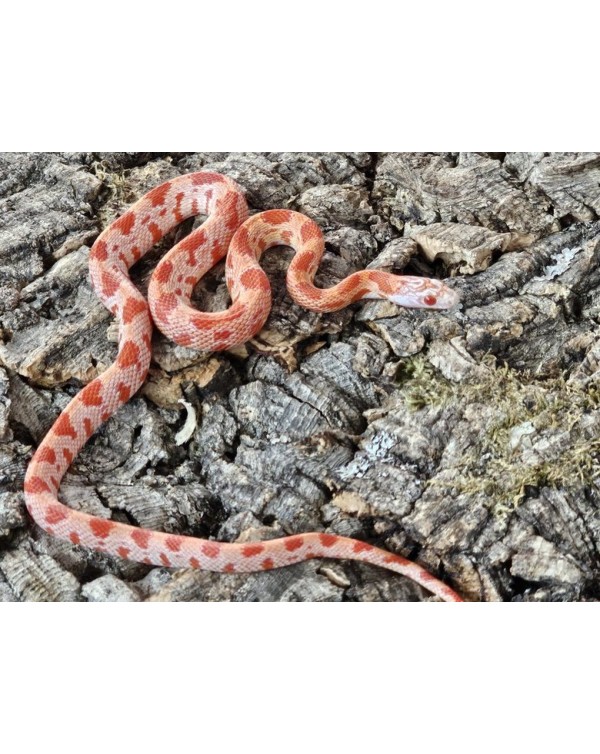 Cornsnake -  Miami Candy Cane Sunkiss - Female