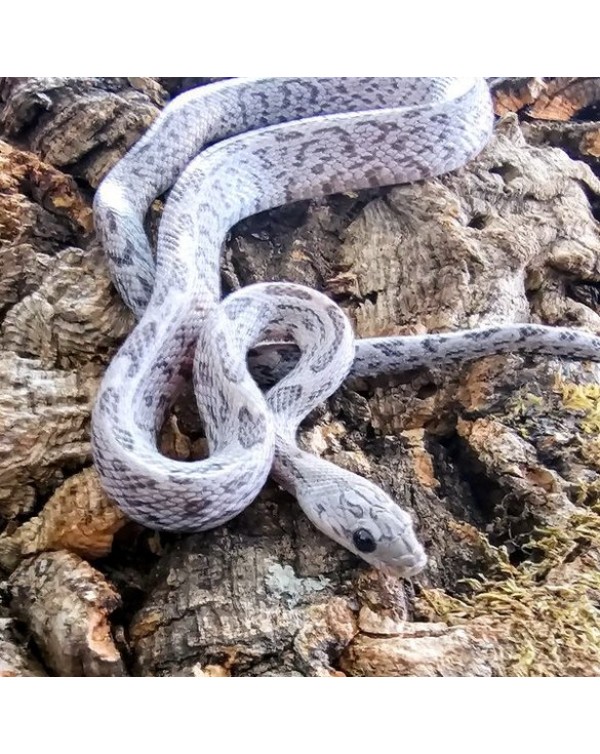 Cornsnake - Miami Shatter het Caramel- Male