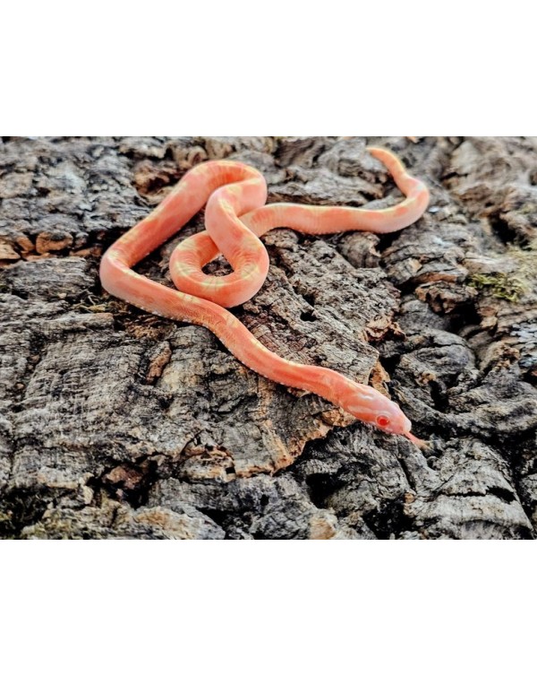 Cornsnake - Scaleless Albino - Female