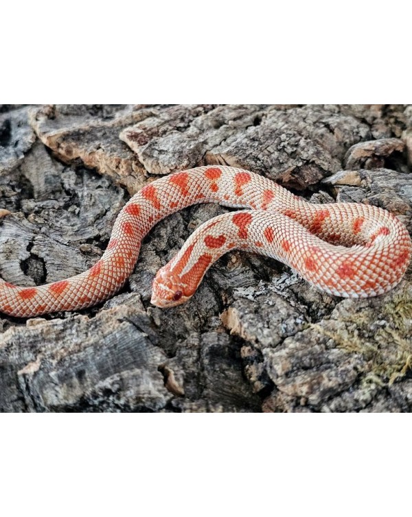 Hognose - Purple Line Albino Conda  - Female