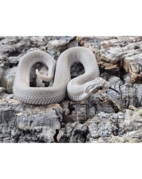 Hognose - Super Conda het Toffee Albino - Female