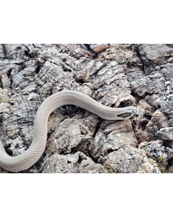 Hognose - Super Conda het Toffee Albino - Male
