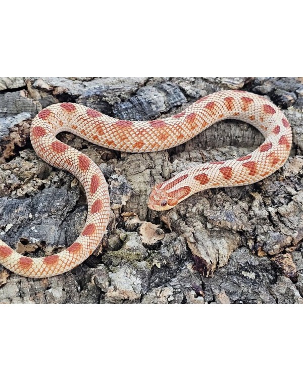 Hognose -   Extreme Red Conda Albino - Male 2021 (proven breeder)