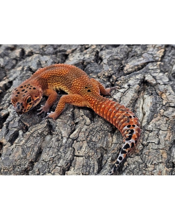 Leopard Gecko - Blood Tangerine- Female