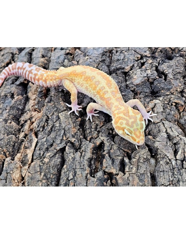 Leopard Gecko - White and Yellow Raptor- Female
