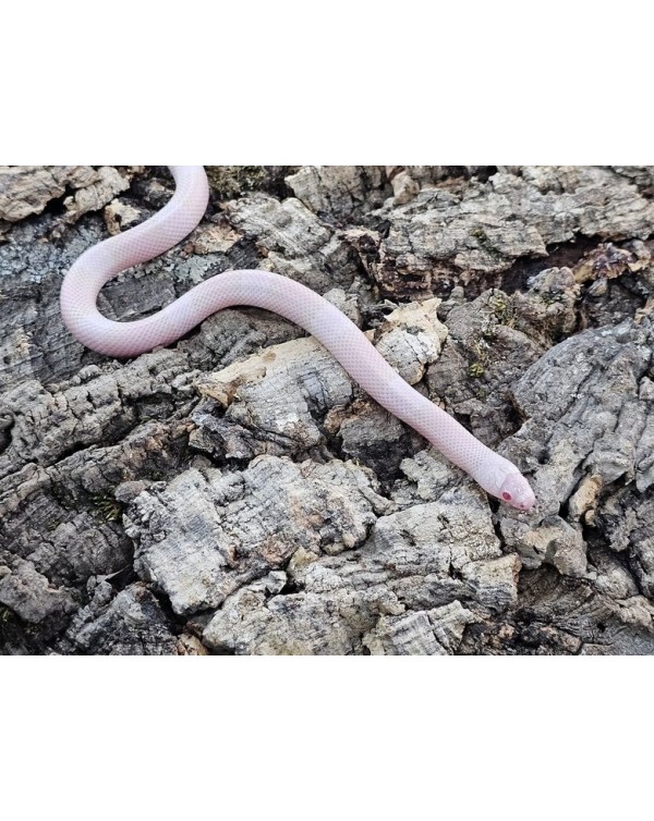 Milksnake- Honduran Snow - Male