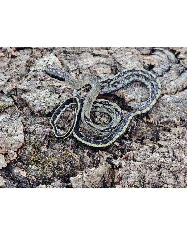 Ratsnake - Vietnamese Blue Beauty  - Female