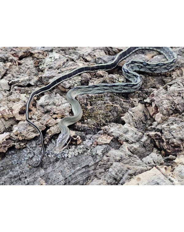 Ratsnake - Vietnamese Blue Beauty  - Male