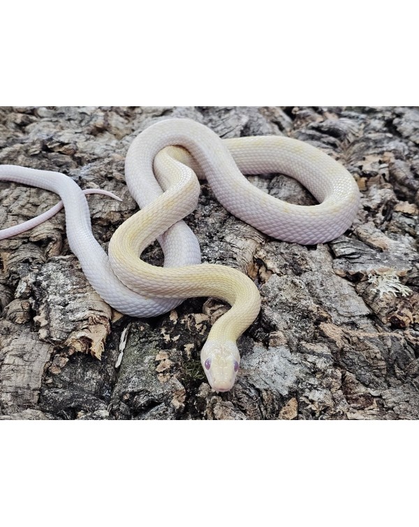 Ratsnake - Albino Beauty - Female