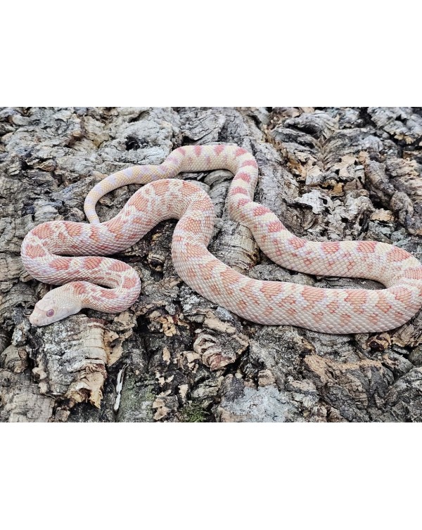 Gopher - Albino PH Axanthic- Female