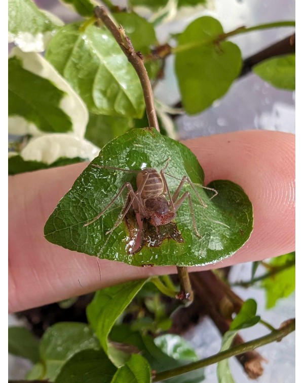 Charinus Acosta - Cuban Dwarf Tailess Whip Scorpion