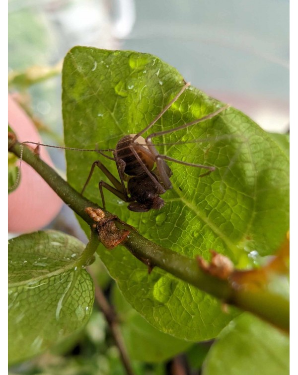 Charinus Acosta - Cuban Dwarf Tailess Whip Scorpion