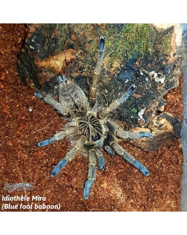 Idiothele Mira - Blue Foot Baboon  1''   (Old World)