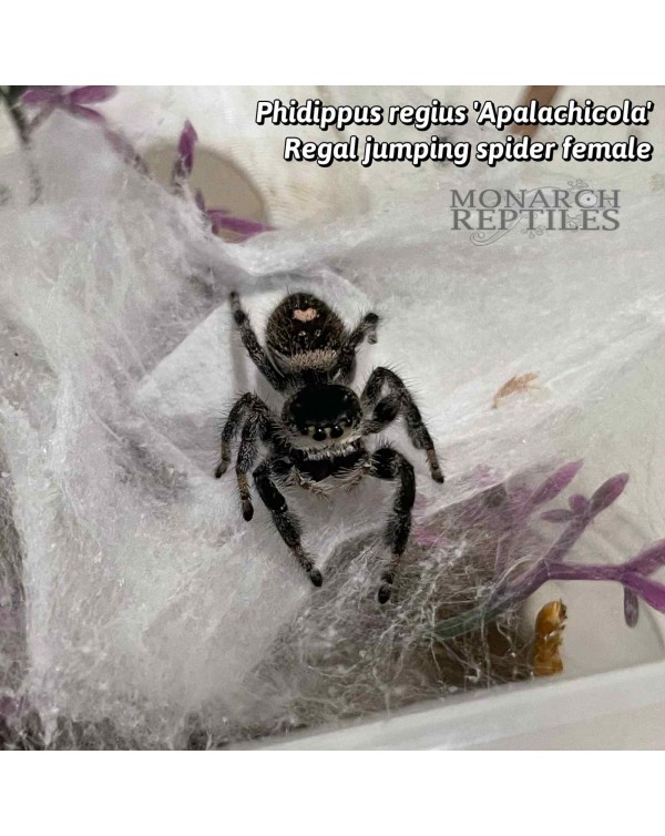 Phidippus Regius "Apalachicola" - Regal Jumping Spider  - CB Male