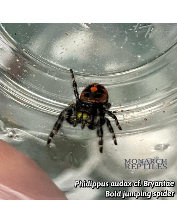 Phidippus Audax cf Bryantae -  Bold Jumping Spider - CB