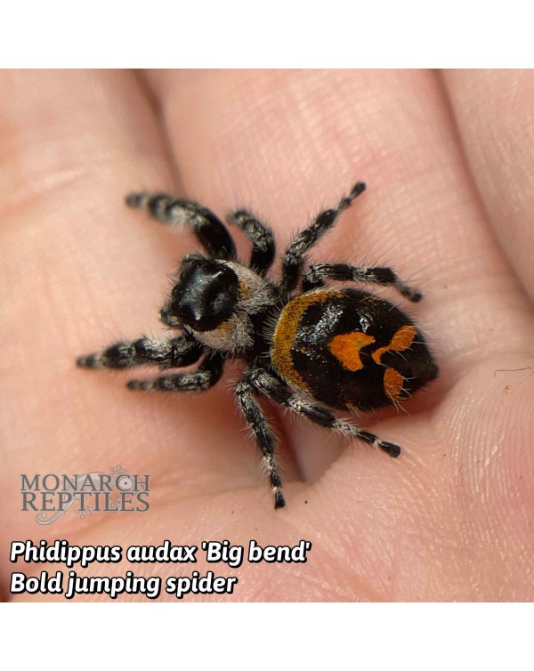 Phidippus Audax -Big Bend -  Bold Jumping Spider - CB