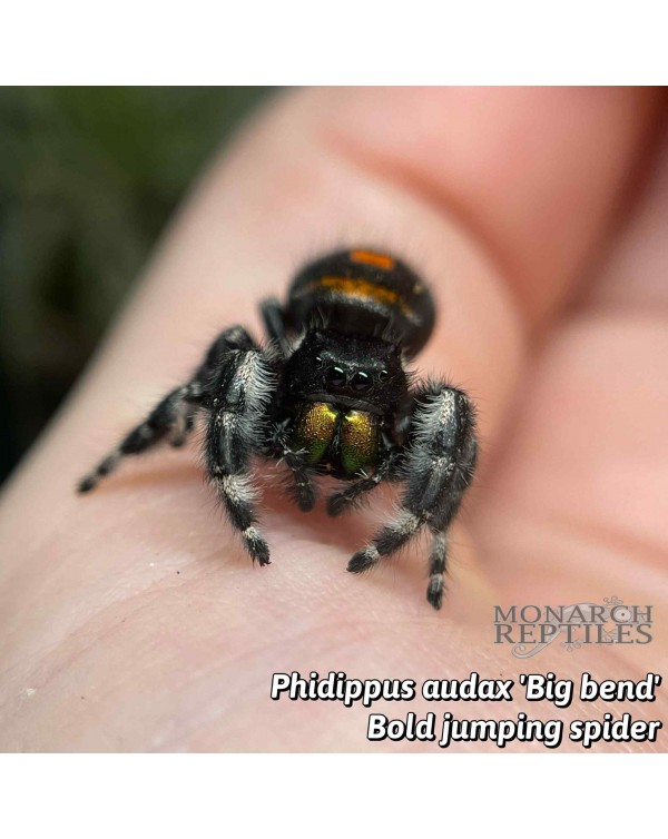 Phidippus Audax -Big Bend -  Bold Jumping Spider - CB