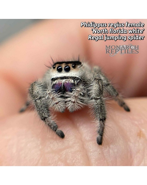 Phidippus Regius "North Florida White" - Regal Jumping Spider  - CB Male